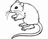 Mouse Template Drawing Templates Pages Coloring Gerbil Colouring Pretty Getdrawings Crafts sketch template