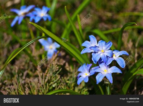 blue  petal flower flower