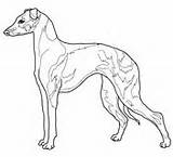 Coloring Pages Greyhound Italian Whippet Dog Hound Face Drawing Color Dogs Printable Getcolorings Getdrawings Fascinating Template Supercoloring sketch template