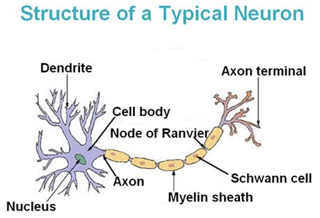 neuron creations wikieducator