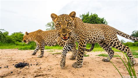 leopards  burrard lucas