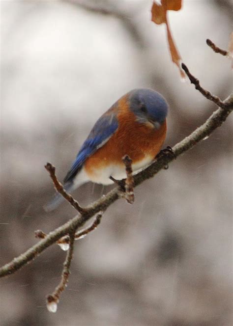 Little Bluebird Photograph By Karen Beasley