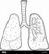 Drawing Trachea Lungs Human Section Cross Stock Cartoon Alamy Anatomy Shopping Cart sketch template