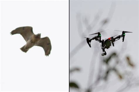 red tailed hawks attack illegal drone flying  prospect park witness prospect lefferts