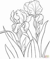 Iris Coloring Flower Clipart Drawing Library Pages Germanica Blue sketch template