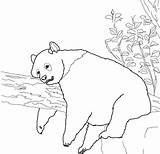 Pages Sketsa Colorare Hewan Disegno Pandas Gigante Giant Animale Sleepy Getdrawings Fofo Freecoloring sketch template