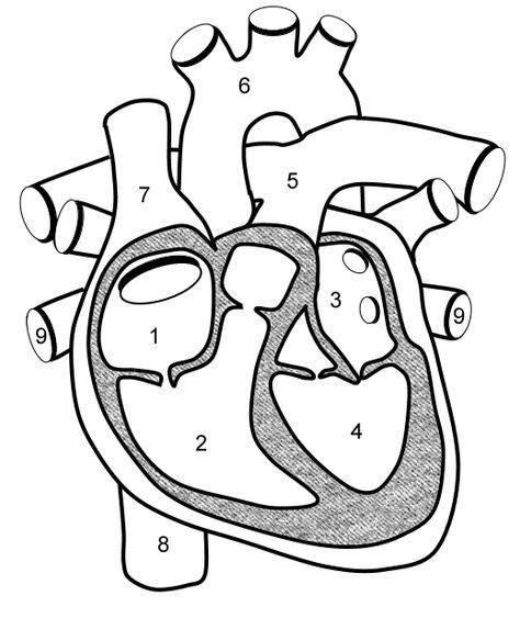 heart worksheet describes  parts   heart   flow