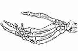 Skeleton Skelett Zeichnen Tattoo Knochen Skeletthand Skeletons sketch template