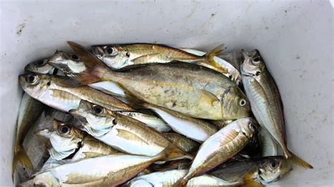 Mancing Ikan Kembung Sea Bass Tongkol Di Jepang 14 08 2014 Youtube