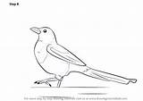 Drawing Magpie Draw Outline Robin Step Learn Adding Finishing Required Touch Complete Details Paintingvalley Tutorials Birds sketch template