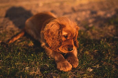 cute small puppy brown hairs wallpaperhd animals wallpapersk
