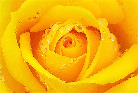 Yellow Rose With Water Drops Photograph By Michael F Obrien