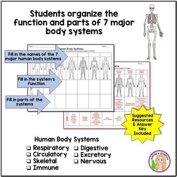 human body systems chart function parts  sandys science tpt