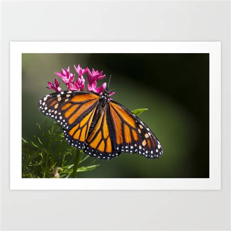 monarch butterfly art print  naturequestwildgear society