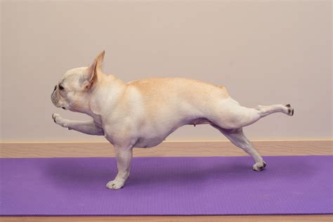 dog yoga pose kayaworkoutco
