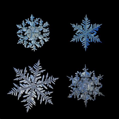 macro   snowflakes show impossibly perfect designs
