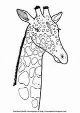 Coloring Pages Giraffes Friendly Animal Tallest Spotted Terrestrial Neck African Living Long Description sketch template