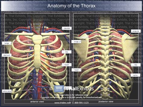 anatomy   thorax trial exhibits