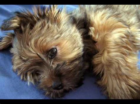 silky terrier puppies  youtube