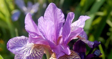 world  irises growing siberian irises