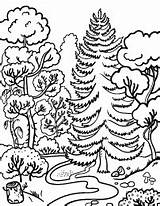 Coloring Pages Forest Choose Board Deciduous sketch template