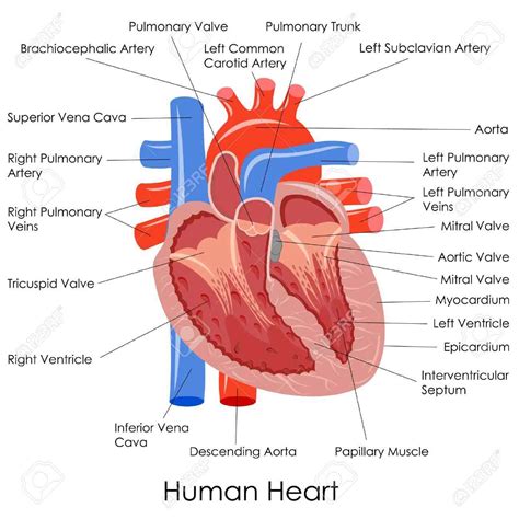 human heart anatomy diagram coordstudenti