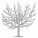 Tree Winter Trees Clip Leaves Drawing Without Coloring Clipart Printable Pages Blossom Cherry Swing Birch Sketch Template Vintage Graphics Line sketch template