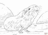Guinea Pig Coloring Pages Printable Curious Drawing Pigs Cute Color Baby Drawings Supercoloring Print sketch template