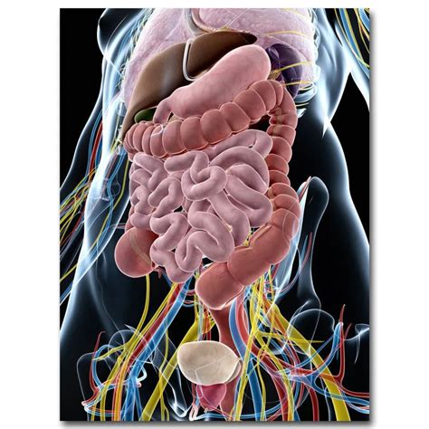 art print human anatomy system body organs medical science     silk poster
