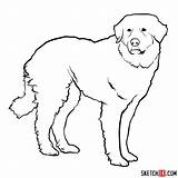 Great Pyrenees Draw Drawing Dog Dogs Sketchok Step Easy sketch template