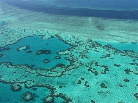 barrier reef report card paints bleak picture today