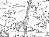 Giraffe Coloring Pages African Animals Printable Kids Funny Savanna Color Cartoon Drawing Leaves Clipart Colouring Jirafa Para Giraffes Mask Sheets sketch template