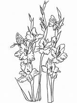 Gladiolus Flower Coloring Pages Flowers Line Clip Drawing Clipart Gladioli Outline Larkspur Tattoo Color Photobucket Printable Drawings Publications Dover Cliparts sketch template