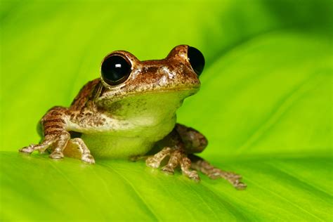 frogs early activity  gut microbiome shapes  health uconn