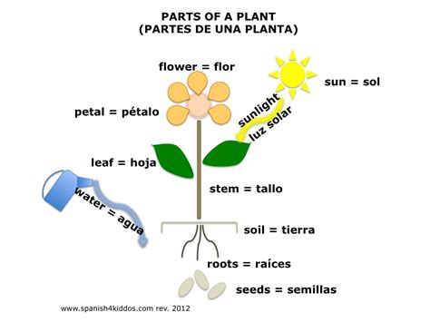 plant parts flower diagram plant   image  wiring diagram