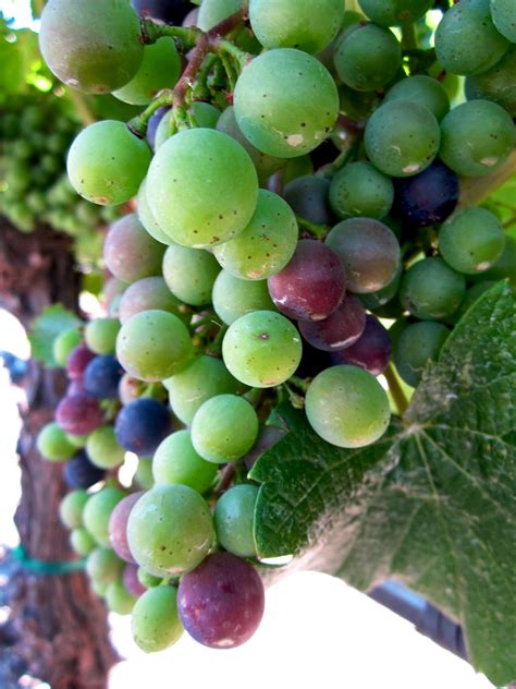uvas grapes   franciscan vineyard napa valley calif flickr