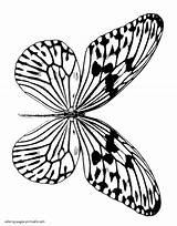 Butterfly Coloring Pages Realistic Printable Butterflies Kids Print Insect sketch template