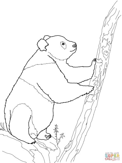 dibujo de oso panda gigante  colorear dibujos  colorear
