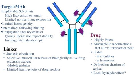 antibodies  full text antibody drug conjugates  cancer therapeutics