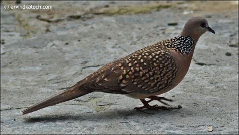 indian birds photography  details spotted dove spilopelia chinensis pictures  detail