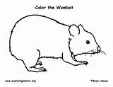 Wombat Common sketch template