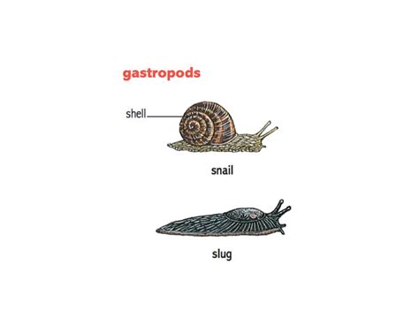 slug 1 noun definition pictures pronunciation and usage notes