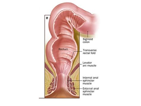 anatomy of anal sex gay gay fetish xxx