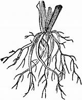 Root Roots Fibrous Larawan Patinig Adventitious Ugat Arising Nagsisimula Homeworks Bud Meddic Titik Usually Usf Tiff Uu sketch template