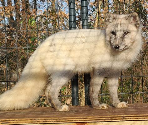 arctic foxes exotic pet wonderland