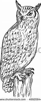 Falcon Amur Coloring Designlooter Owl Eagle Sketch Done Illustration Vector Drawing Hand sketch template