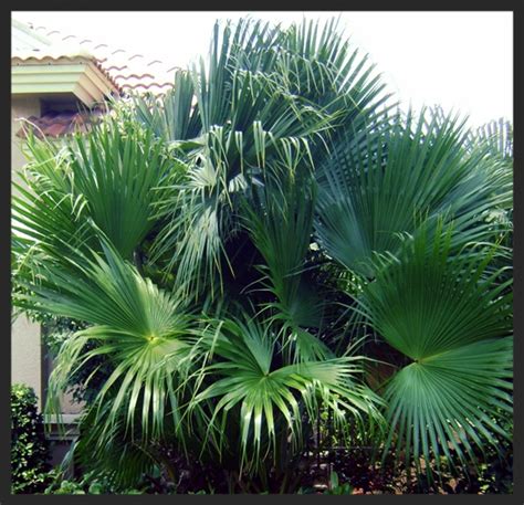 identify species  palm trees owlcation