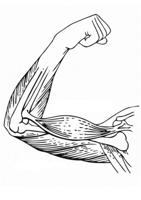 muscular system coloring pages coloring home