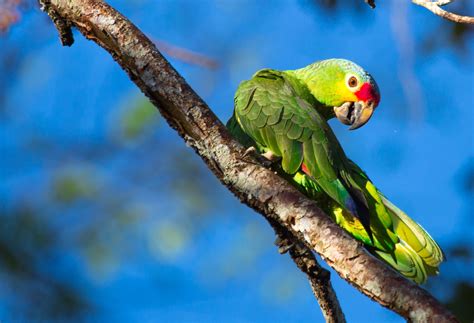 parrot guatemala canon   mm  review  parrot canon  bird