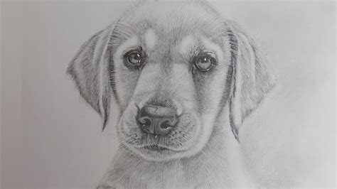 realistic drawings  puppies